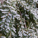 greentwilight avatar