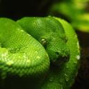 greenxwitchxaesthetic avatar