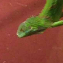 greeny-reblogs avatar