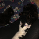 greetingdisorderz avatar