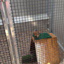 gregrocksraptorsrule avatar