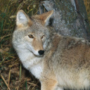 gremlin-therian avatar