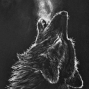 grey---wolf avatar