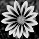 grey-gazania avatar