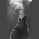 grey-wolf avatar