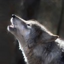 grey-wolfie avatar