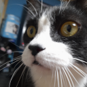 greycat003 avatar