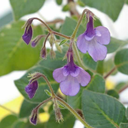 greygender-gryphon avatar