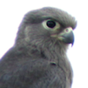 greykestrelwrites avatar