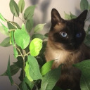 greyoneoftheforest avatar