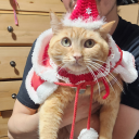 greyson-cross avatar