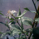 grianach-liath avatar