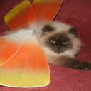 griefobserver avatar