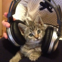 grilledcheesegf avatar