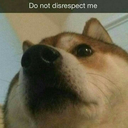 grilledercheese avatar