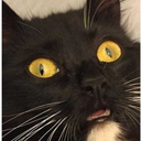 grilloverdesape avatar