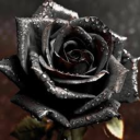 grim-revelations avatar