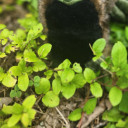 grimblethefurb avatar