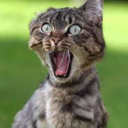 grininsontonu avatar