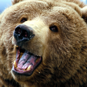 grizzlybeargalaxy avatar