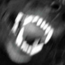 gross-biscuit avatar