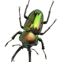 grossbug avatar