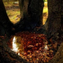 ground-up-leaves avatar