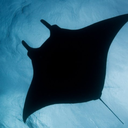 groundwiremantaray avatar