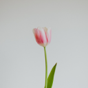 growing-tulips avatar