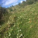 growinggreenvoice avatar