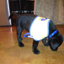 growingupwonderdog avatar