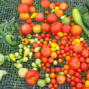 growingwildgardens avatar