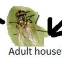 grubbiesbuglover avatar