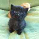 grumblingrambles avatar