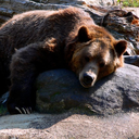 grumpy-grizzly avatar