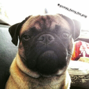 grumpy-henry-the-pug avatar