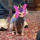 grumpy-meowtaro avatar