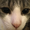 grumpybearromantic avatar