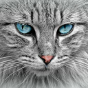 grumpycatsthings avatar