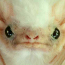 grumpycottonball avatar