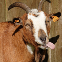 grumpydisagree avatar