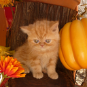 grumpygimli-blog avatar