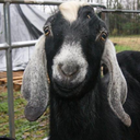 grumpygoats avatar