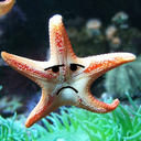 grumpystarfishthings avatar