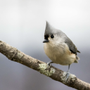 grumpytuftedtitmouse avatar