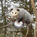 grungebutsoft avatar