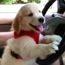 gryffindor2098 avatar