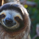 gryffinsloth-blog avatar
