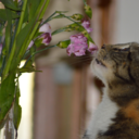 guardianoctopus avatar