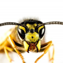 guardwasps avatar